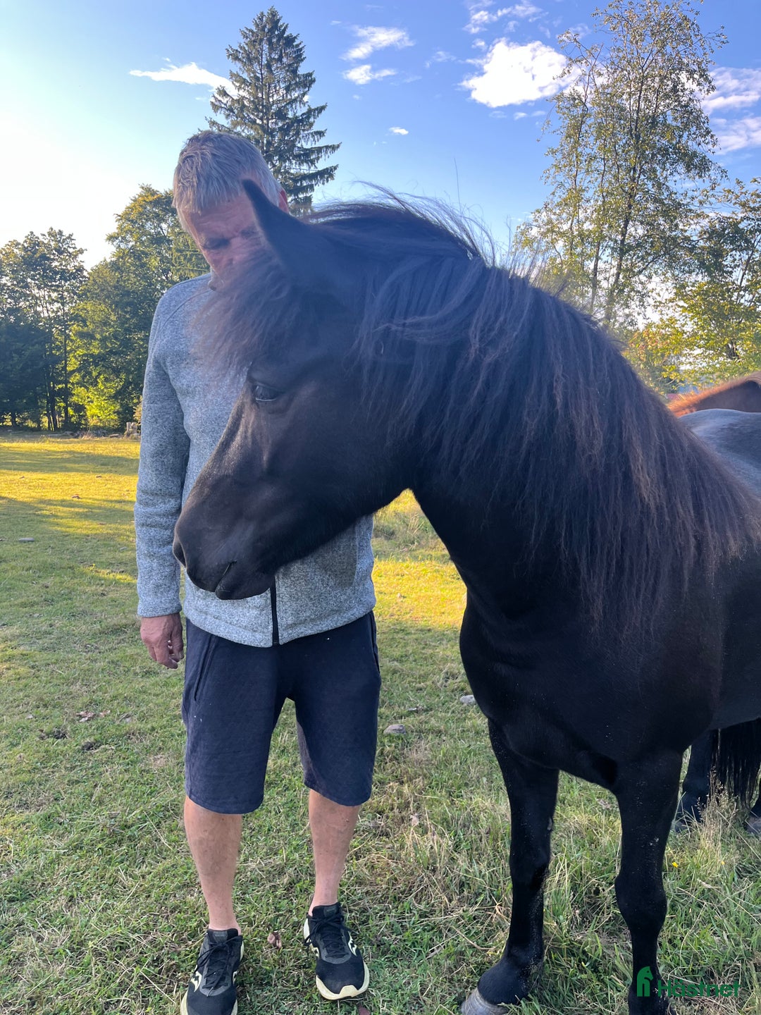 Island hästar till salu: 3 islandsston av hög kvalitet säljes pga flytt  i Fjärås - Annons 3