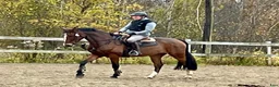 Hoppning hästar till salu: Talangfull sporthäst (e. Million Dollar) - Annons 3