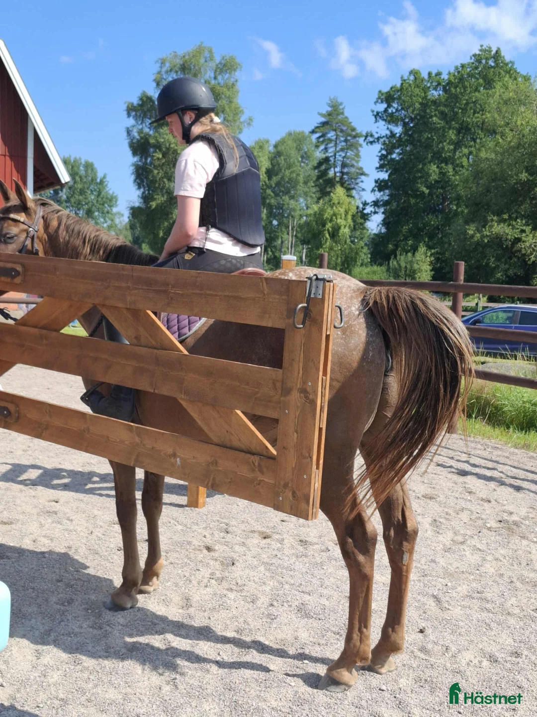 Western hästar till salu: Fint Appaloosa sto - Annons 3