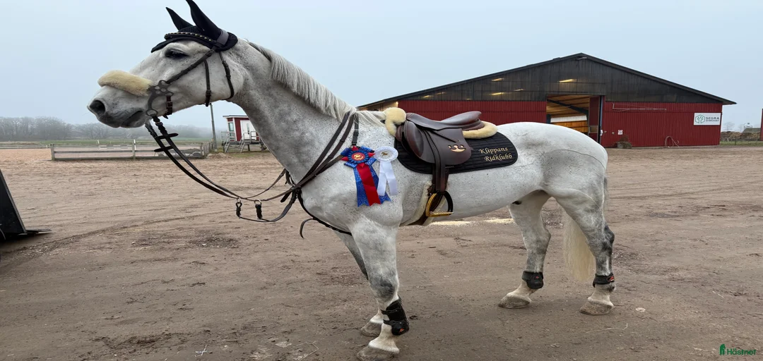 Galleribild {{count}}