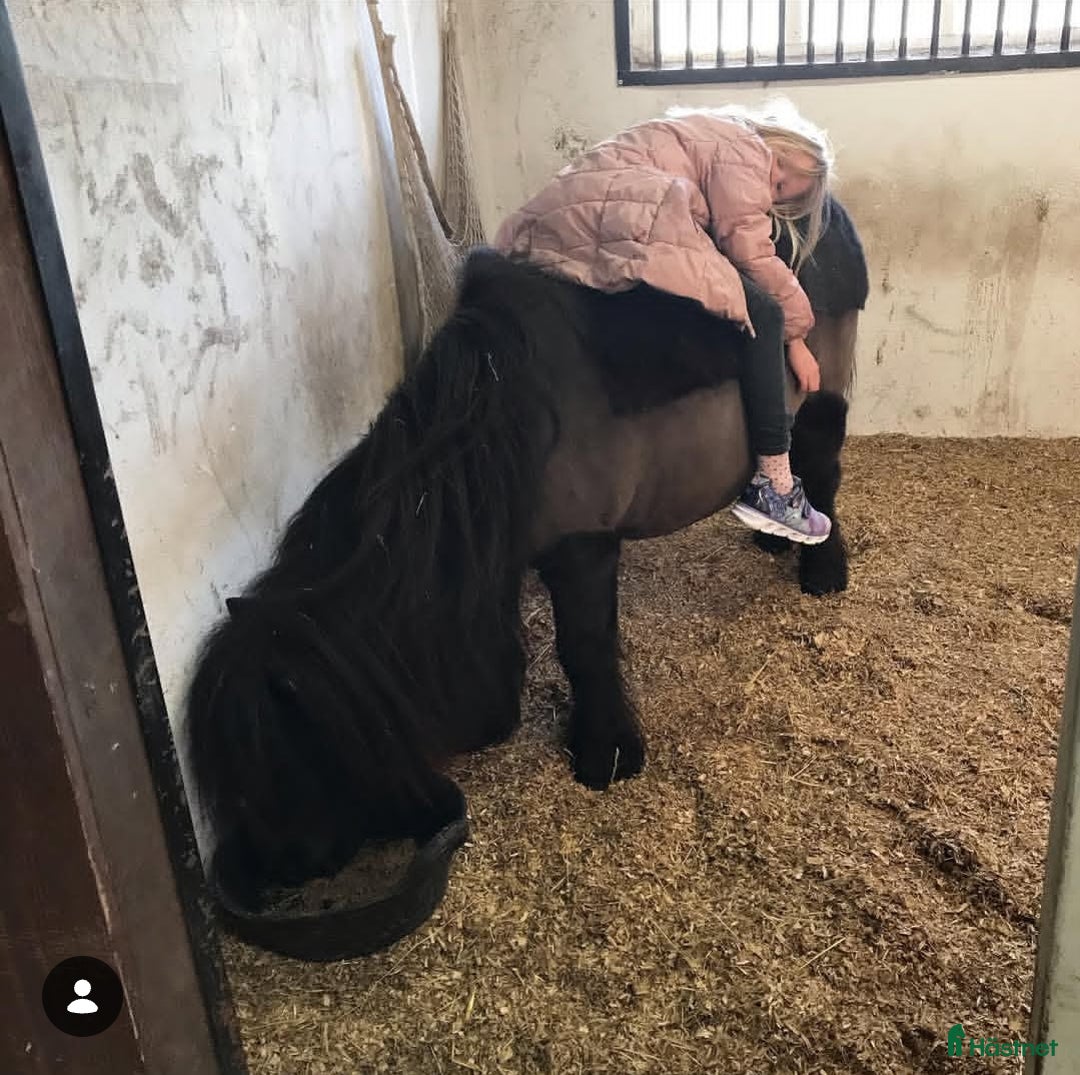 Allround hästar till salu: Värdens bästa ponny letar efter ny ryttare  i Veddige - Annons 10