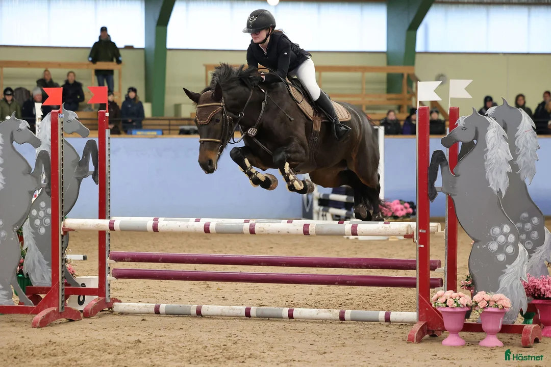 Hoppning hästar till salu: Svensk ridponny e.Converse All Star - Annons 2