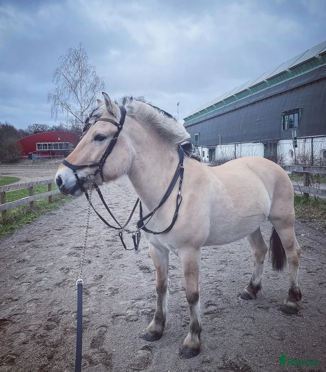  medryttarhäst finnes: Dressyr intresserad ryttare sökes till Fjording i Västerhaninge - Annons 20