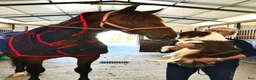 Dressyr hästar till salu: PRE Dressyrhingst står i Spanien. - Annons 9