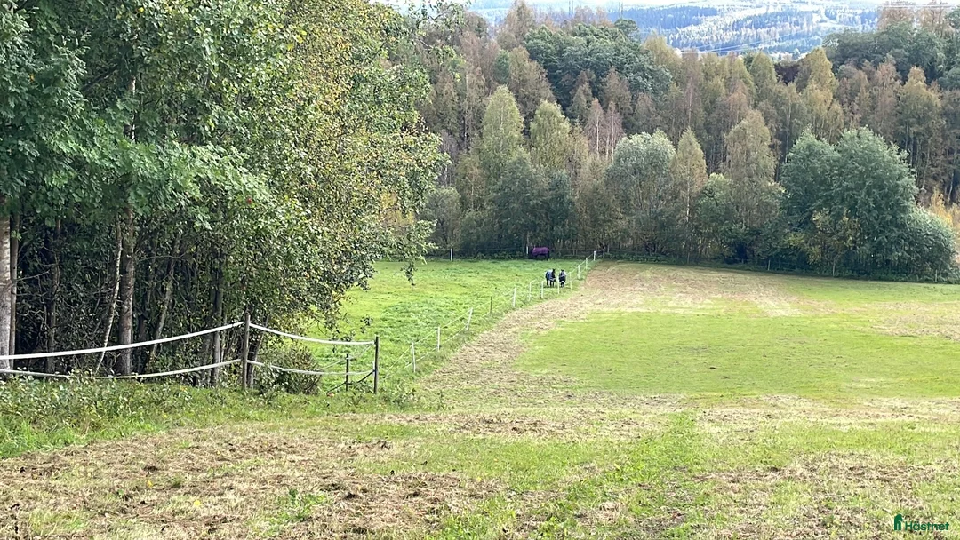  foderhäst sökes: Söker storhäst och barnponny  - Annons 2
