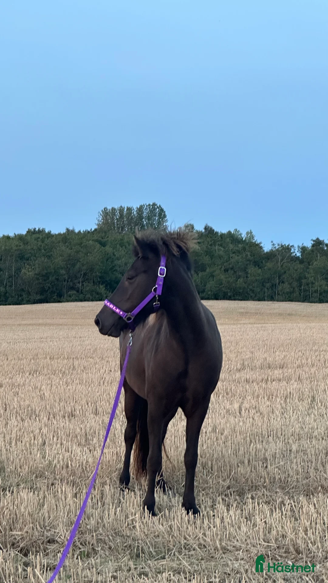 Allround hästar till salu: Trevligt ungsto i Ystad - Annons 2