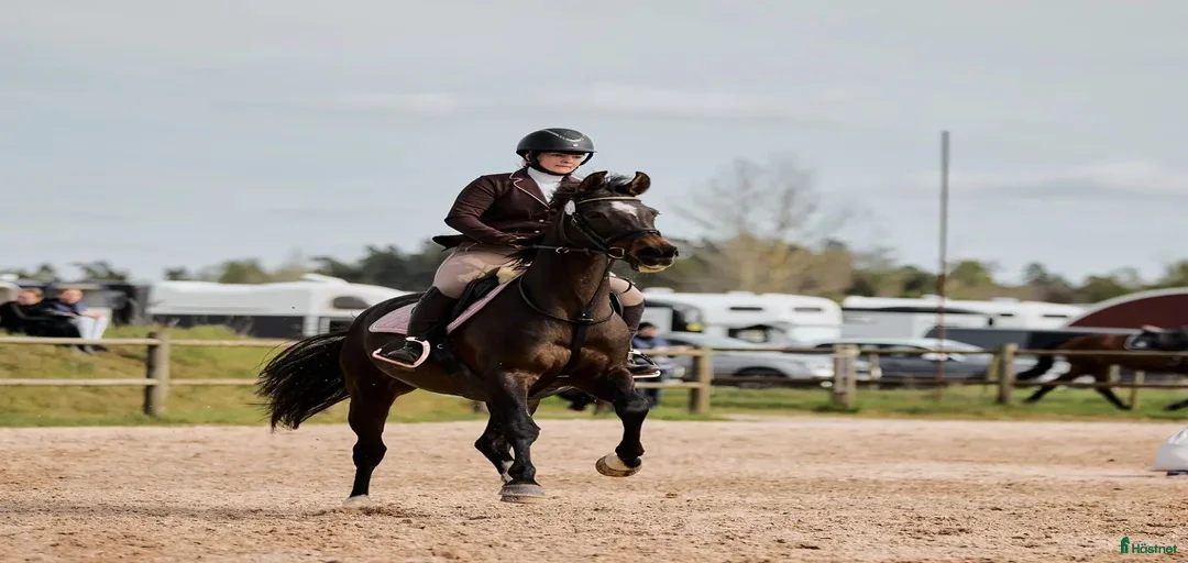 Galleribild {{count}}