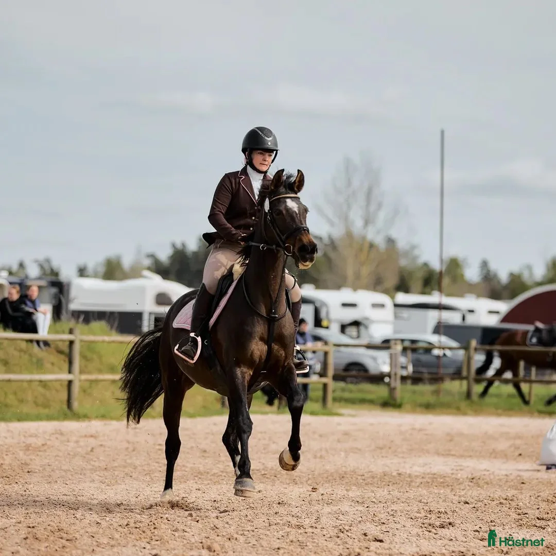 Galleribild {{count}}