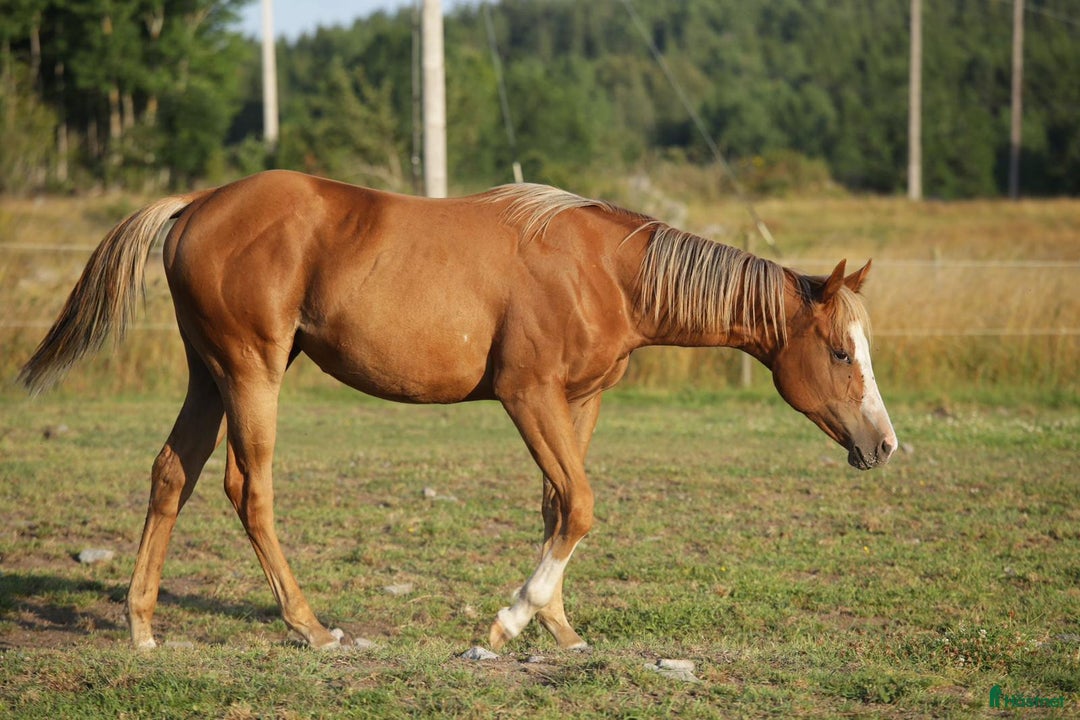 Western hästar till salu: Höstrea på Kungsvikstorp i Åtvidaberg - Annons 13