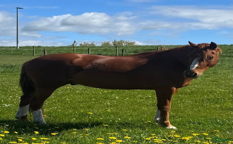  hästar Finaste killen i Trelleborg - Annons 11