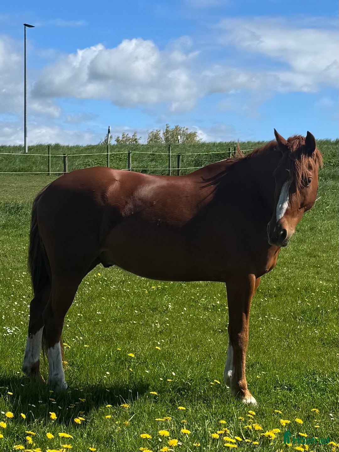 Allround hästar till salu: Finaste killen i Trelleborg - Annons 1