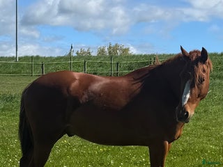 Allround hästar till salu: Finaste killen i Trelleborg - Annons 1