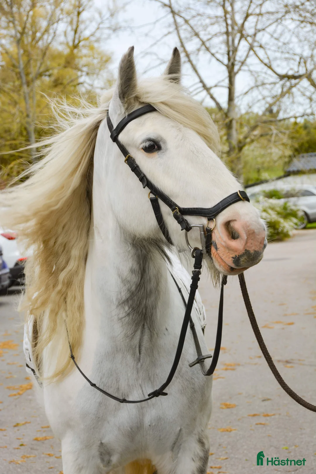 Allround hästar till salu: Tinker hingste plag  - Annons 11