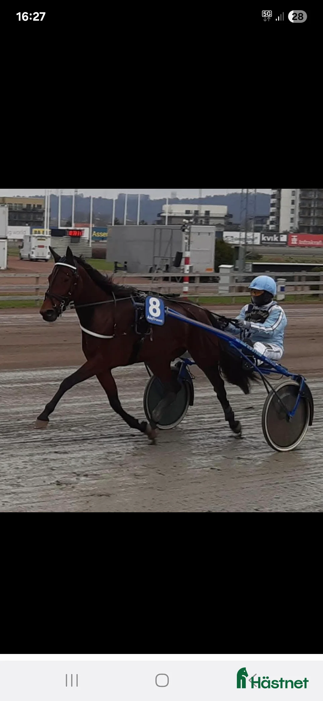 Trav hästar till salu: Fölsto - Annons 5