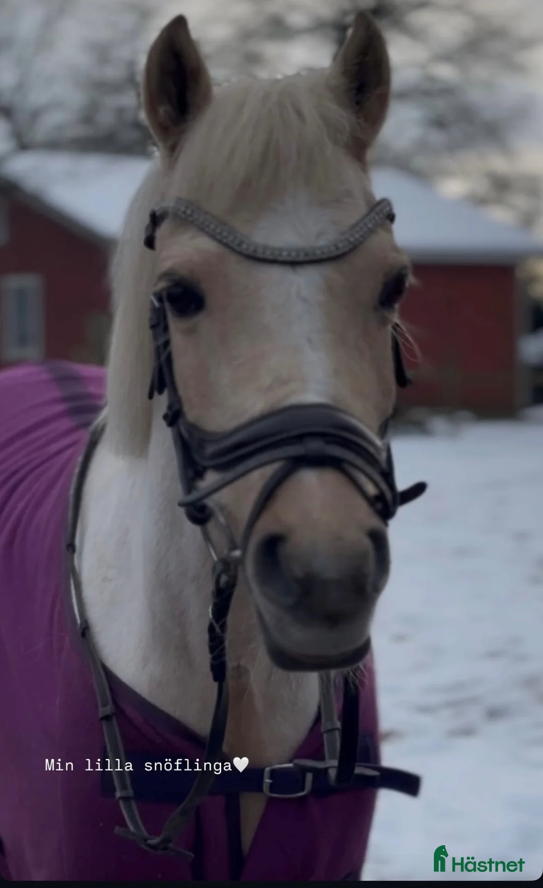 Allround hästar till salu: Bästa vän & läromästare - Annons 2