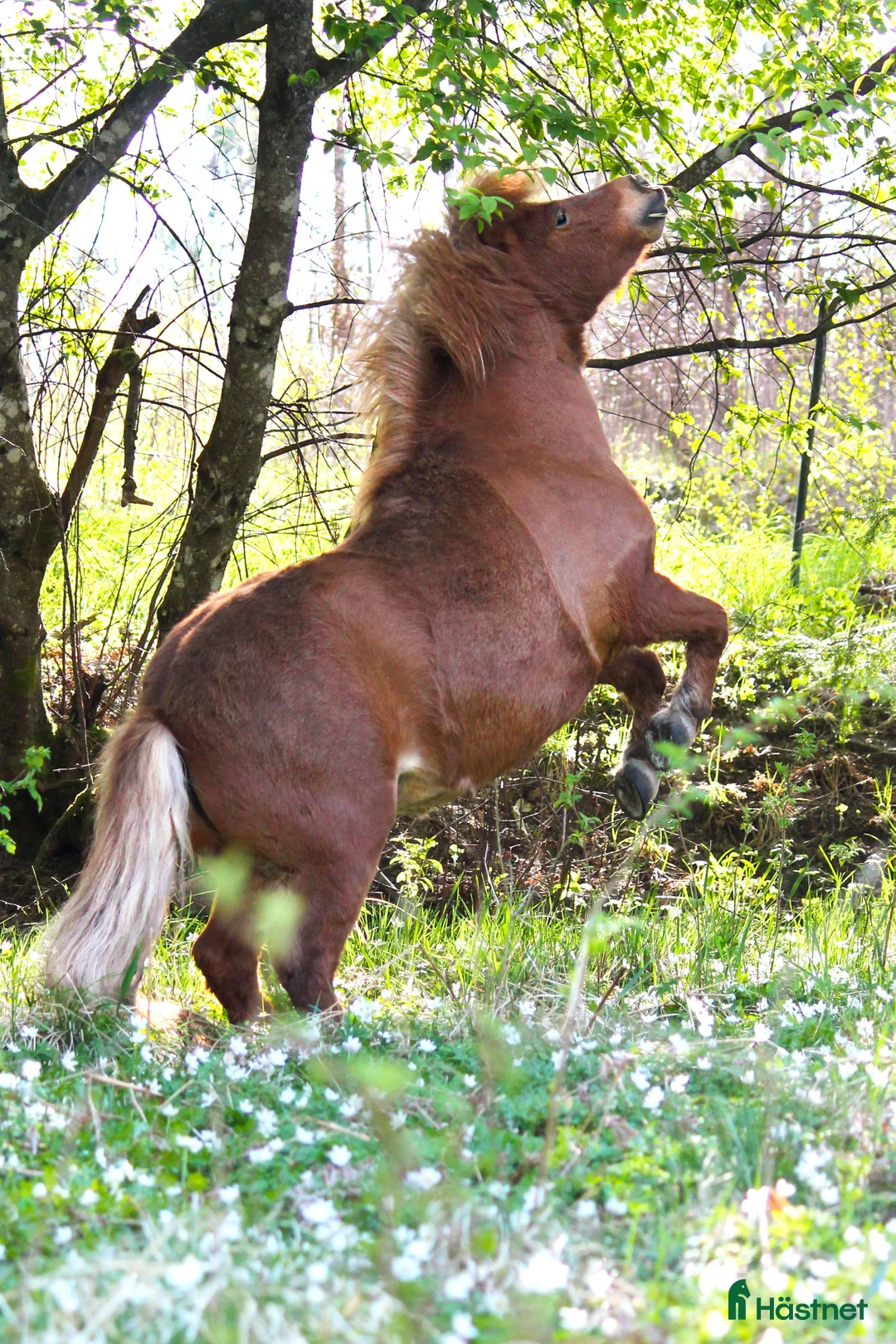 Allround hästar till salu: Charmigt Shetlandssto - Annons 4