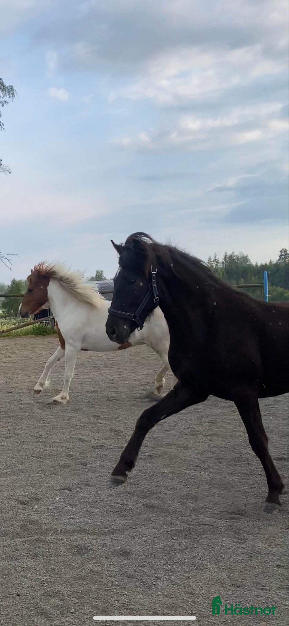  hästar Vackert mkt lovande sto -22 i Fagersta - Annons 2