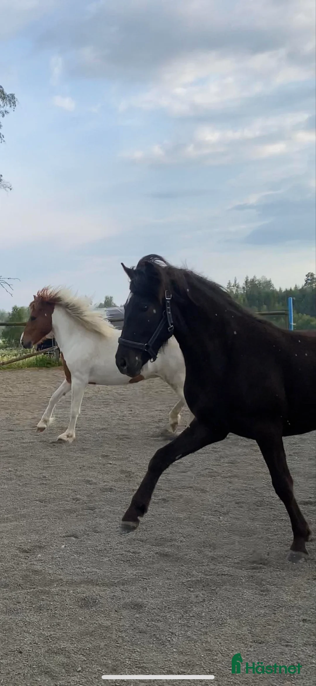 Island hästar till salu: Vackert mkt lovande sto -22 i Fagersta - Annons 1