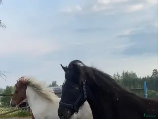 hästar Vackert mkt lovande sto -22 i Fagersta - Annons 2