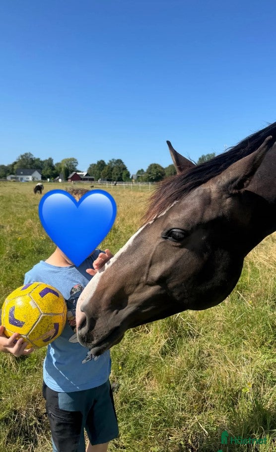  hästar Trygg barnponny i Staffanstorp - Annons 7