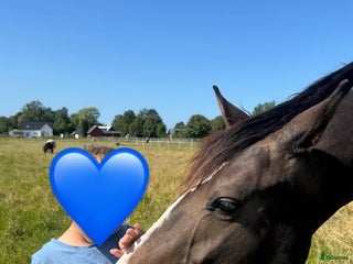 hästar Trygg barnponny i Staffanstorp - Annons 12