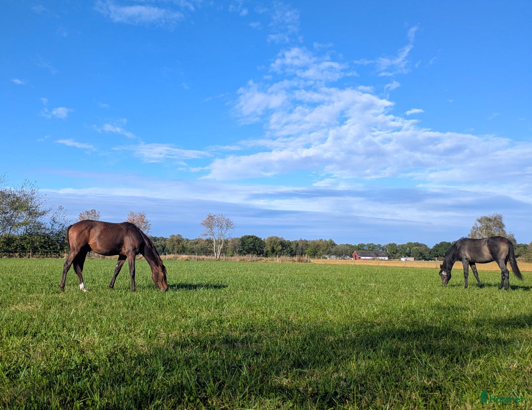 Dressyr hästar till salu: Mycket fin åring med topp dressyrstam!  i Hörby - Annons 17