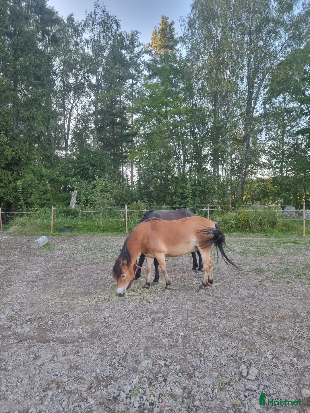Allround hästar till salu: Snökristall byte?  i Dala-Husby - Annons 2