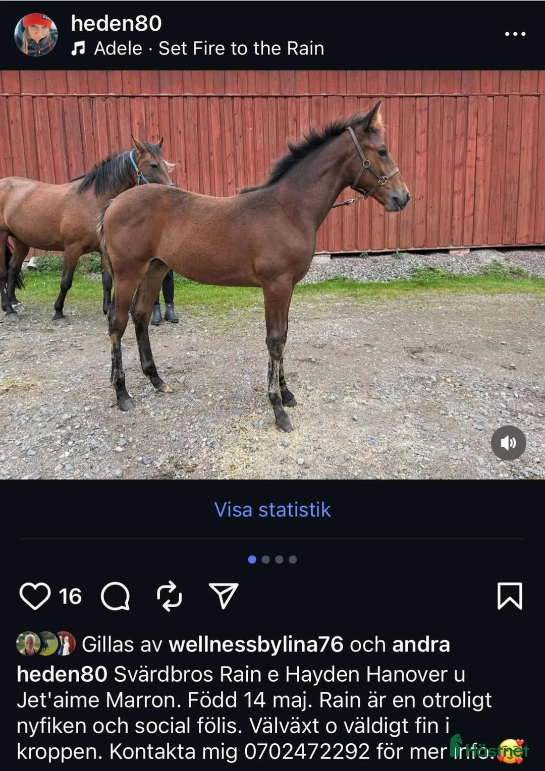 Trav hästar till salu: Nyfiken välhanterat årsföl e Hayden Hanover i Tystberga - Annons 2