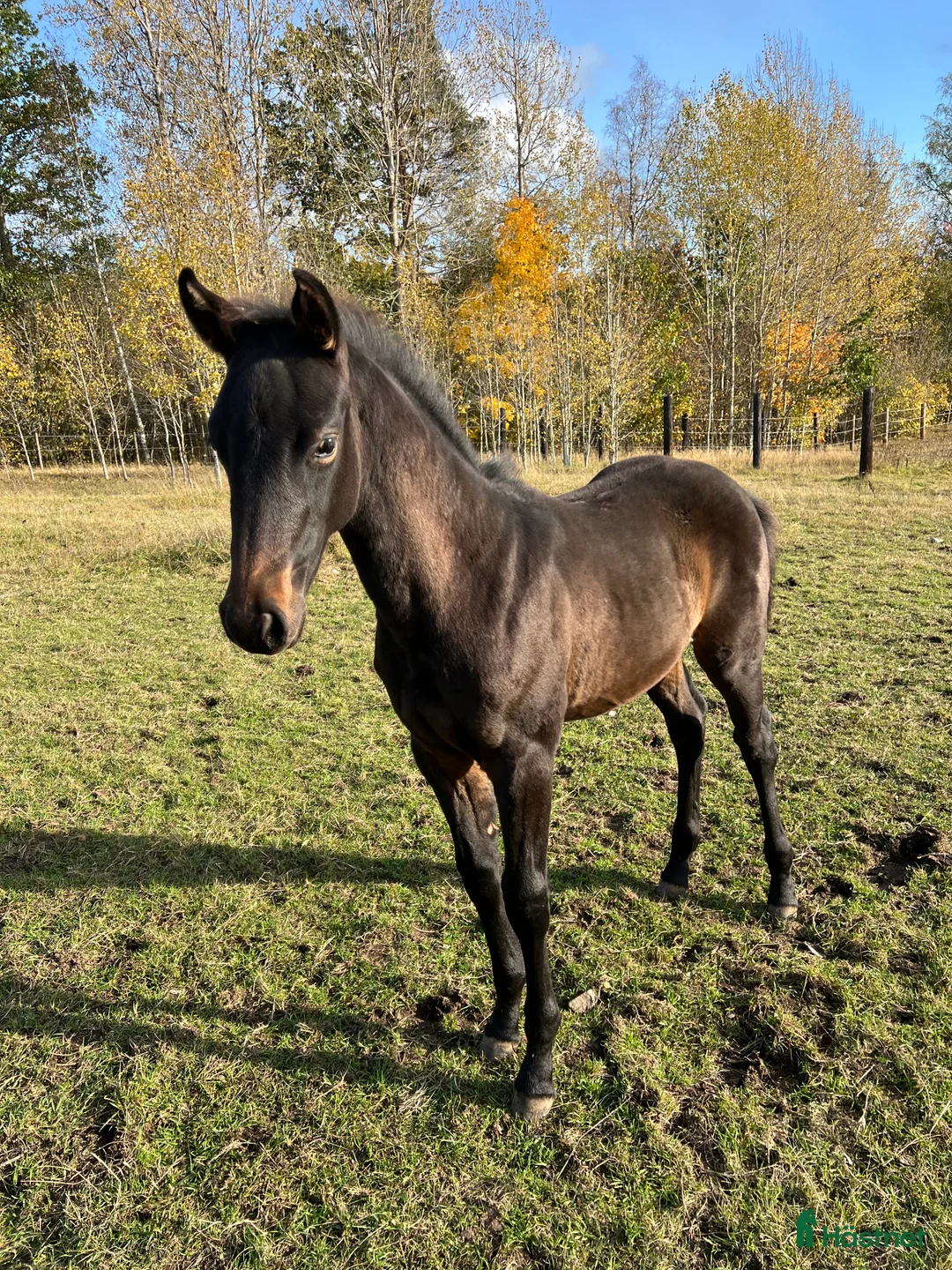 Hoppning hästar till salu: Lovande 2-årig valack söker sitt framtida hem  - Annons 2
