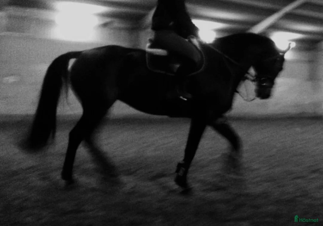 Hoppning hästar till salu: Mycket fint SWB sto för avel & ridning - Annons 1