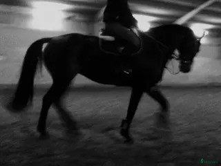 hästar Mycket fint SWB sto för avel & ridning - Annons 3