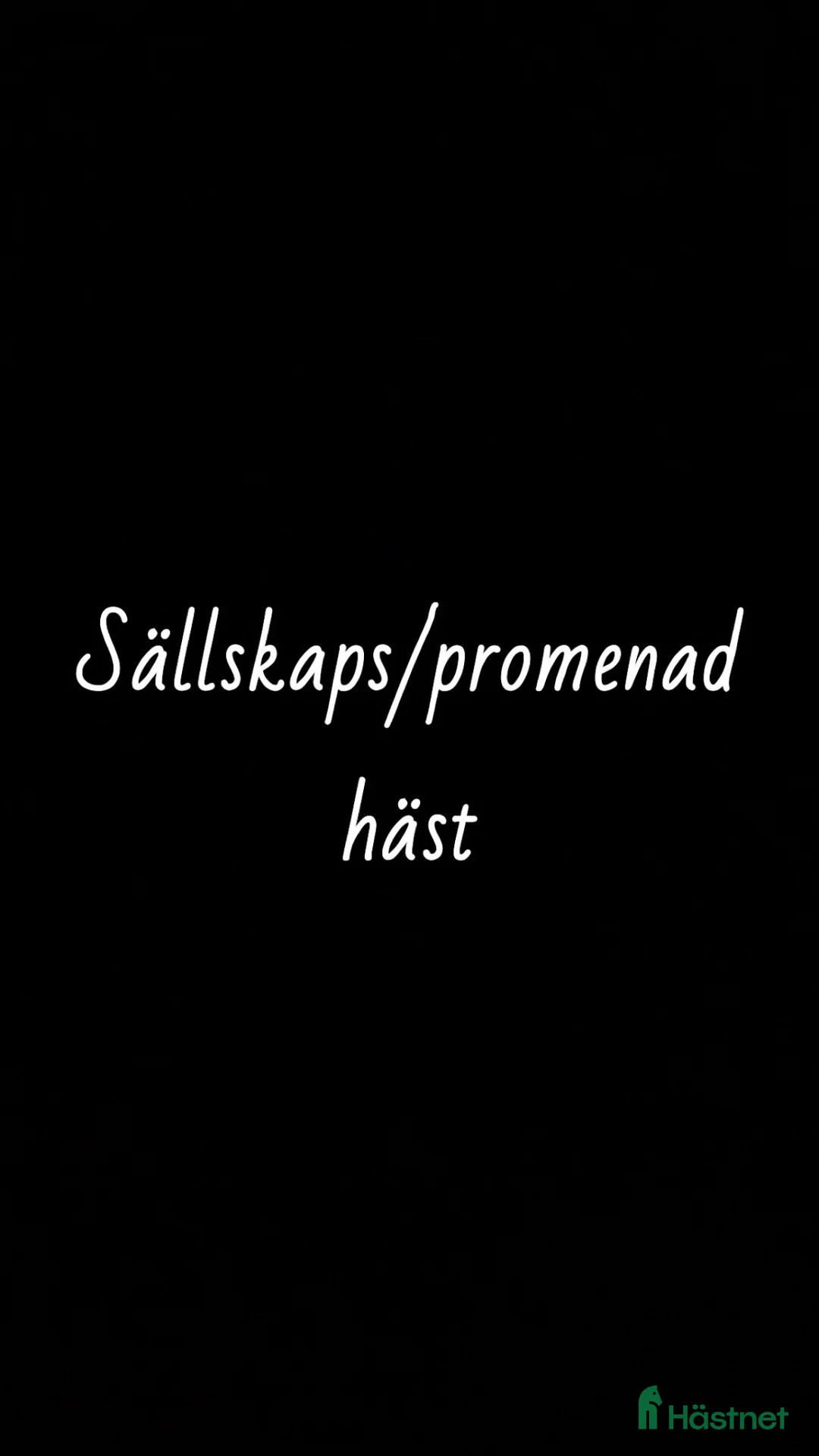 Sällskap hästar till salu: Världens snällaste  i Rockneby - Annons 1