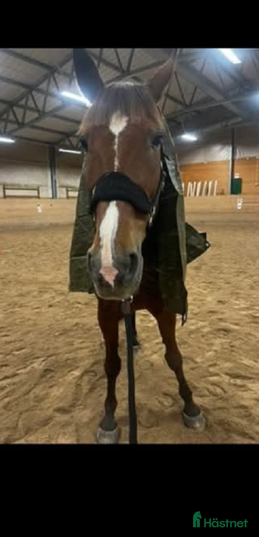  foderhäst finnes: Snällaste ridtravaren i Pajala - Annons 2