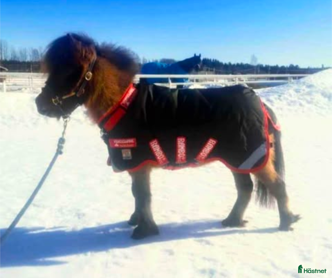 Täcken hästutrustning till salu: Rambo Vintertäcke mini i Luleå - Annons 2