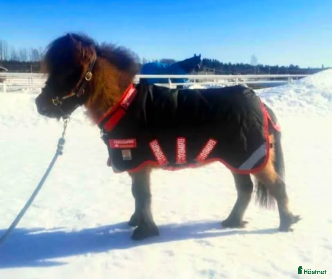 Täcken hästutrustning till salu: Rambo Vintertäcke mini i Luleå - Annons 2