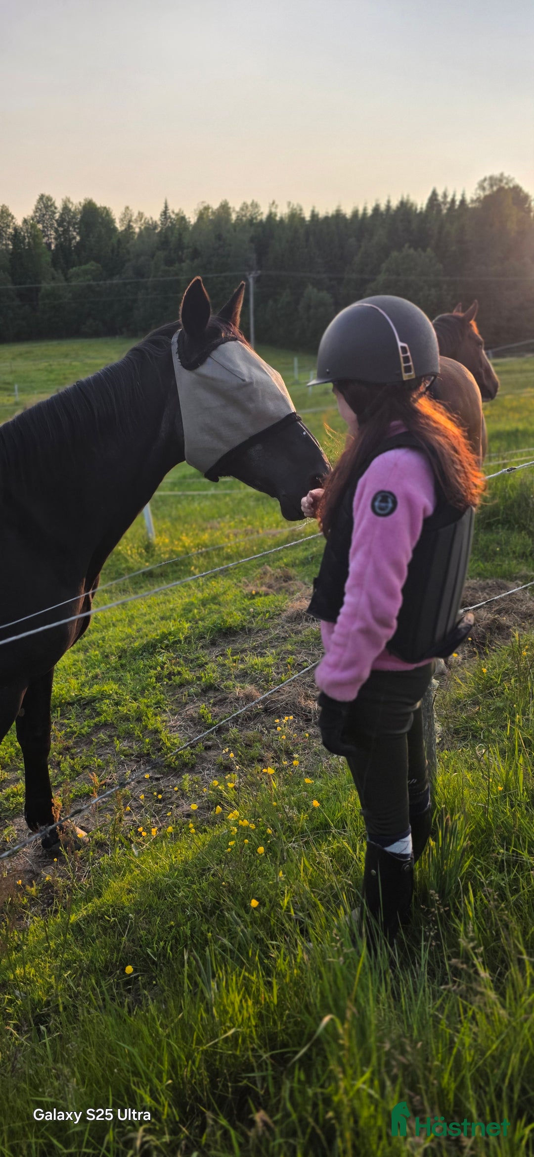 Hoppning hästar sökes: Söker en bästa vän för livet i Färgelanda - Annons 1