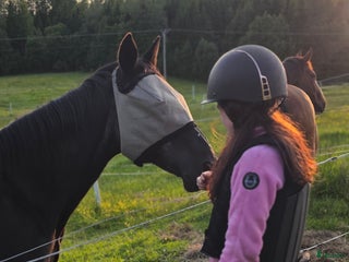 hästar Söker en bästa vän för livet i Färgelanda - Annons 1