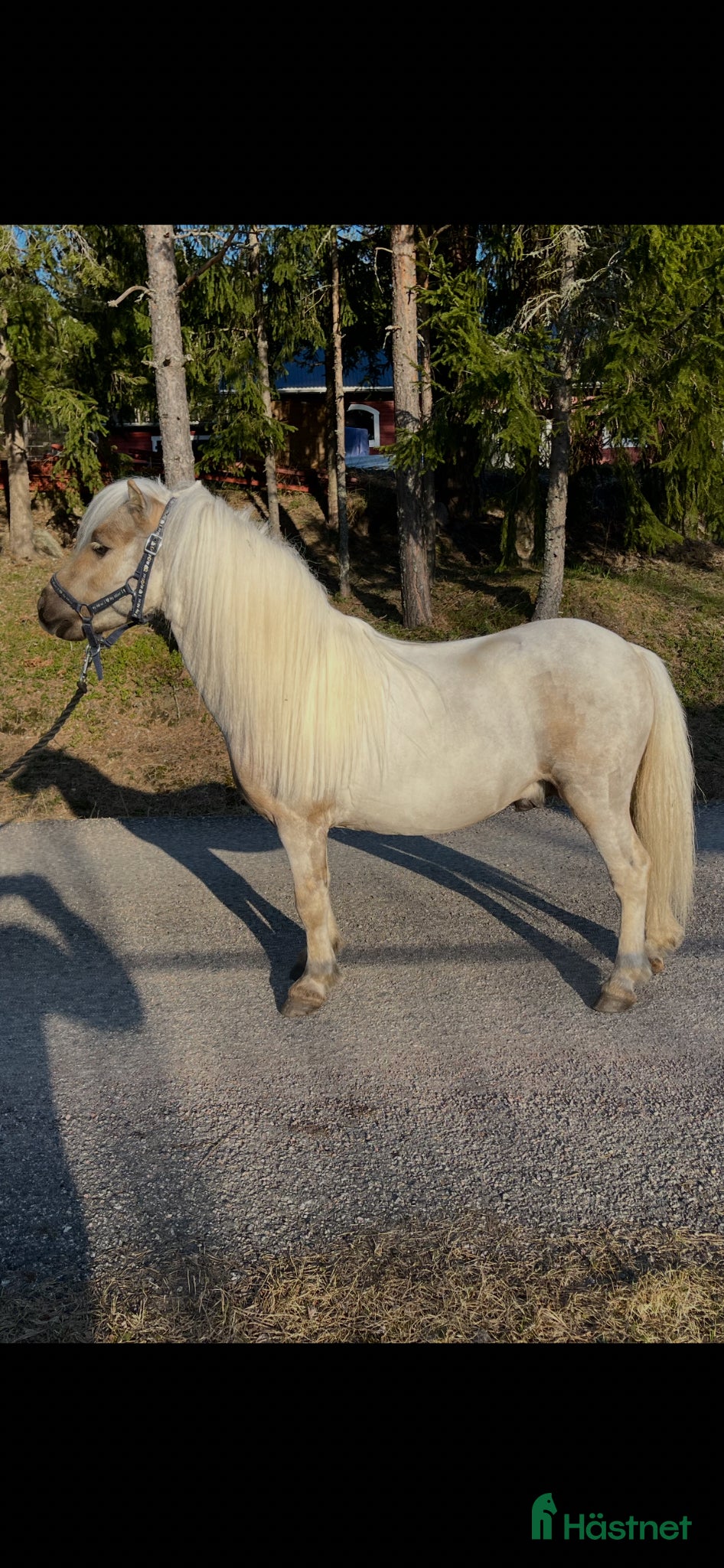  hästar Leif och Billy - Annons 1