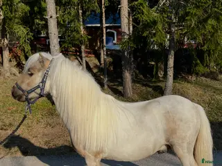 hästar Leif och Billy - Annons 1