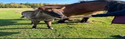 Island hästar till salu: Piggt och framåt hingstföl beräknad BLUP 107,5 - Annons 2