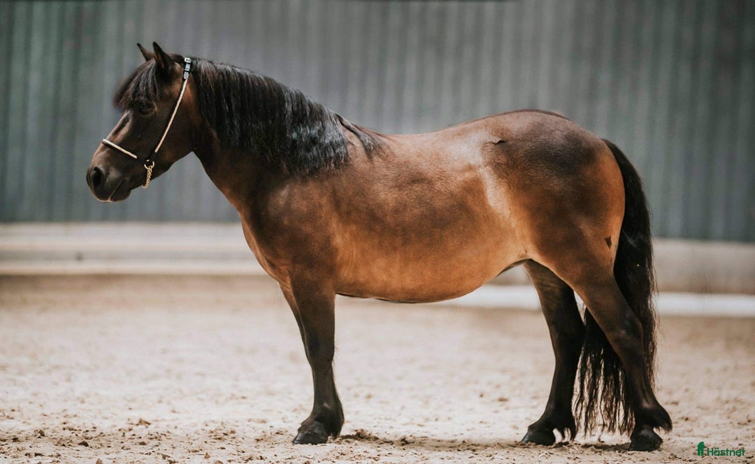 Allround hästar till salu: 2 fina barnvänliga ston i Kolbäck - Annons 10