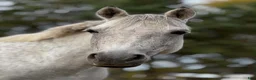 Allround hästar till salu: Snäll C-ponny - Annons 1