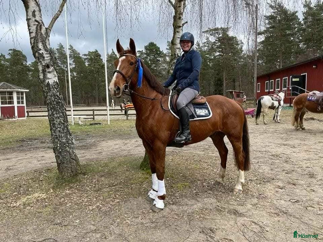 Allround hästar till salu: Snällaste hästen i Småland!  i Väckelsång - Annons 1
