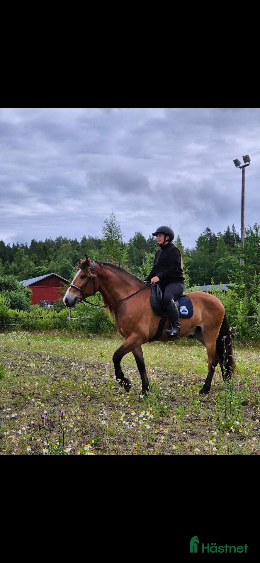  hästar Ögonsten söker nytt hem!  - Annons 1
