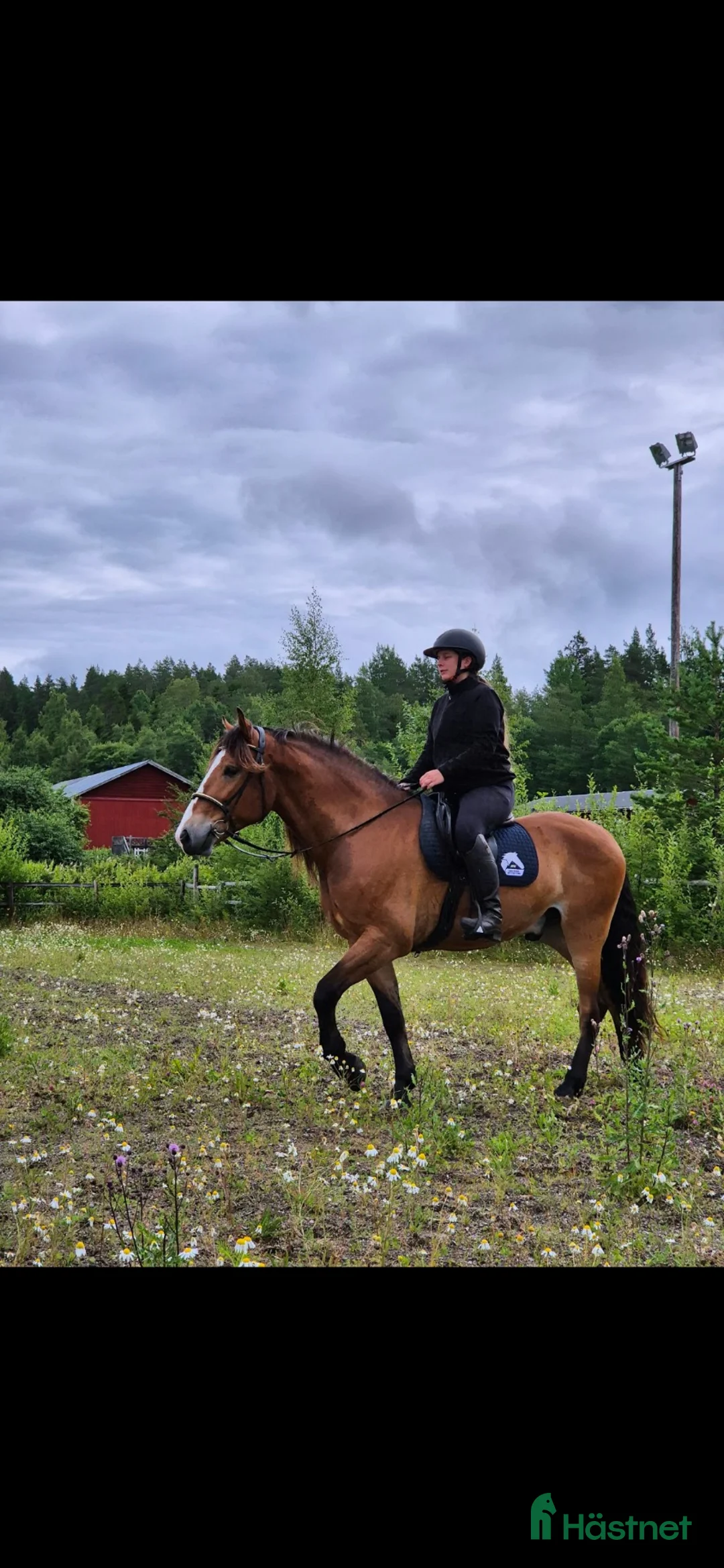 Allround hästar till salu: Ögonsten söker nytt hem!  - Annons 1