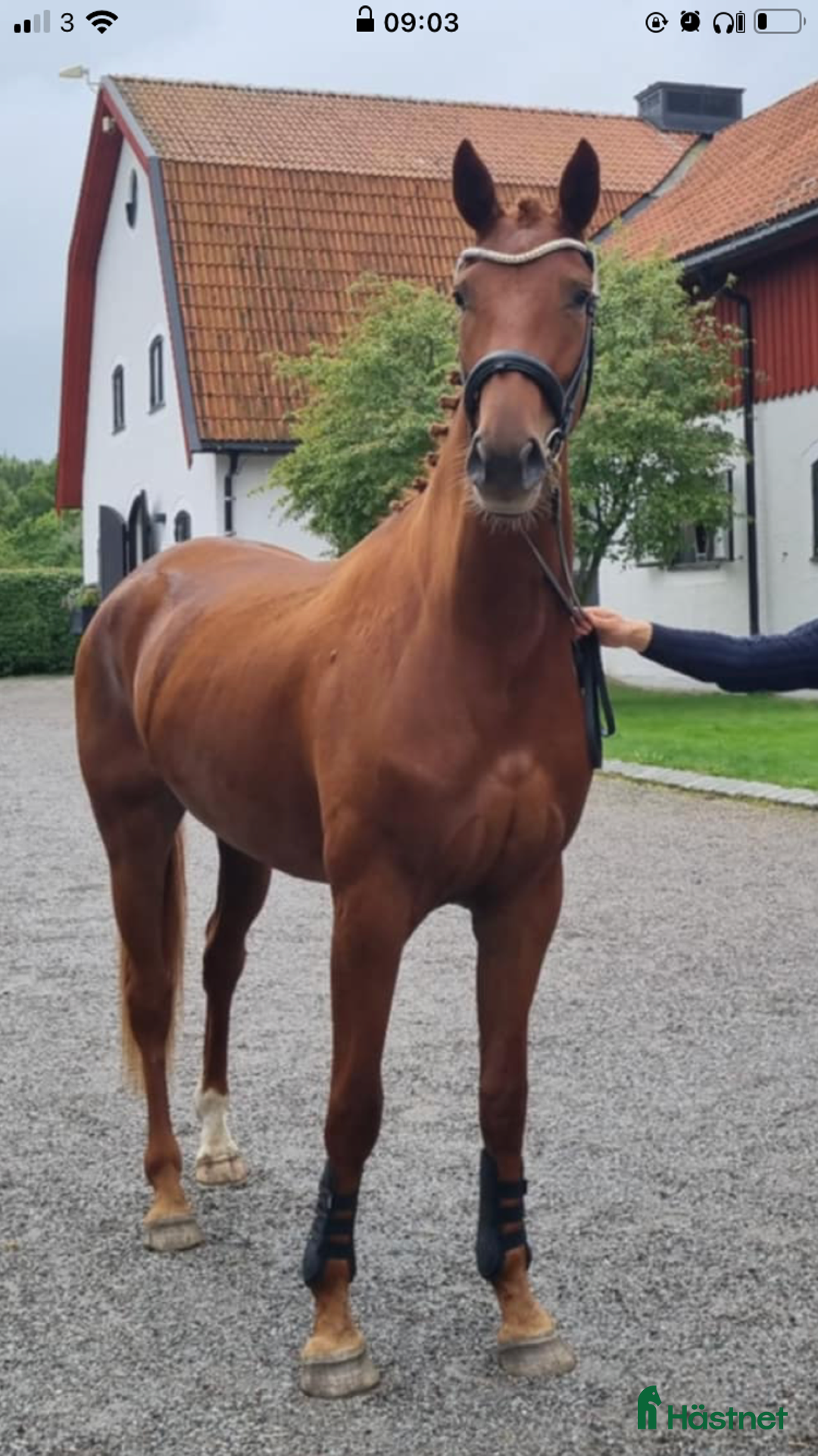 Dressyr hästar till salu: Snäll & lovande dressyrhäst Diplomsto i Tobo - Annons 4