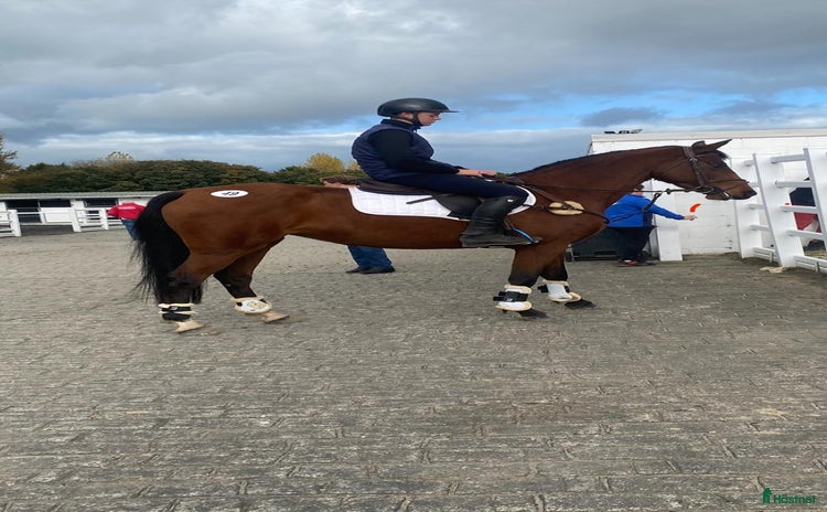  hästar Lady Numero Uno i Ljungby - Annons 2