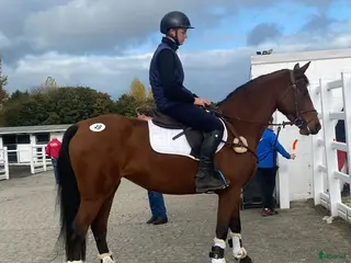 hästar Lady Numero Uno i Ljungby - Annons 7