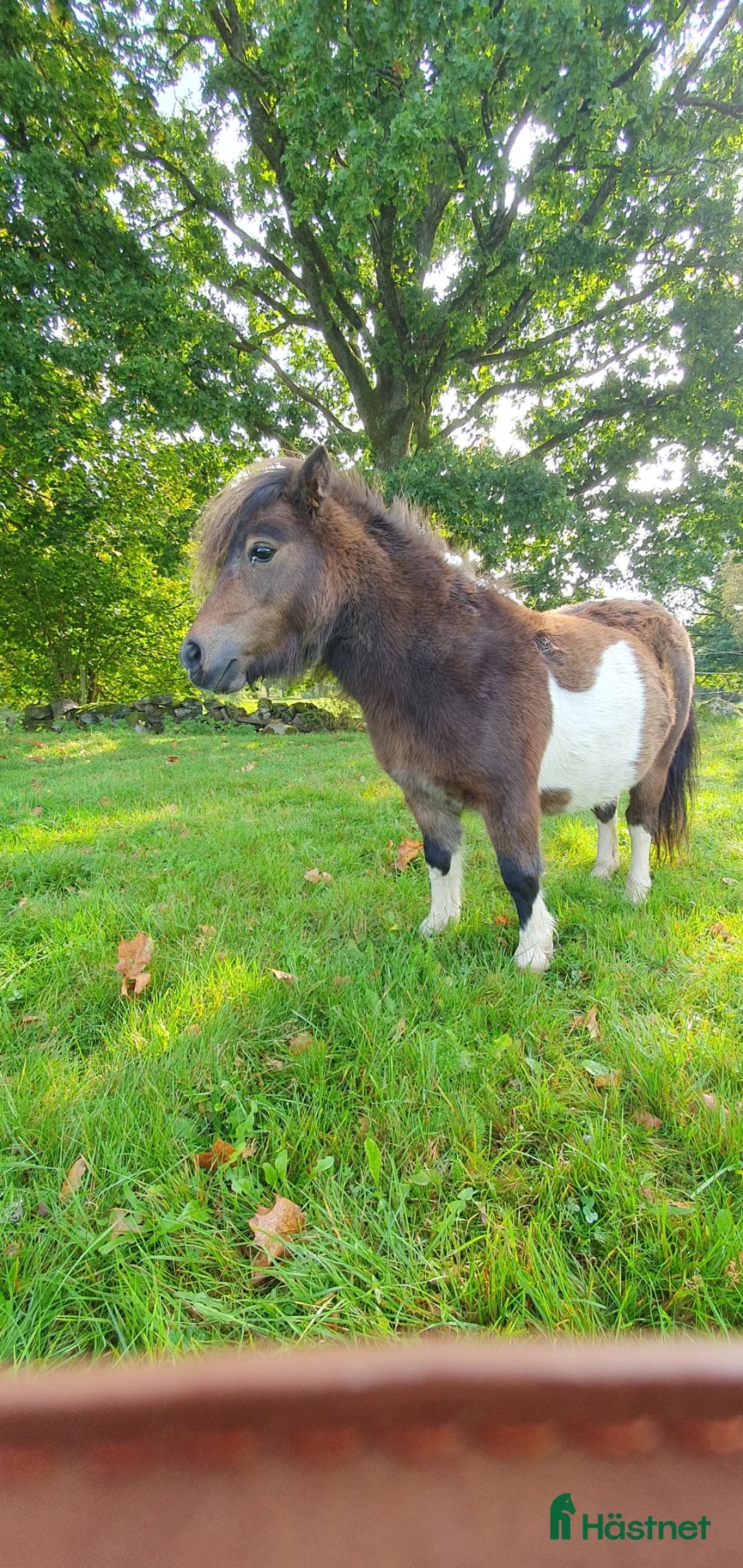 Sällskap hästar till salu: Mörkbrunskäck minishettis  i Visseltofta - Annons 3