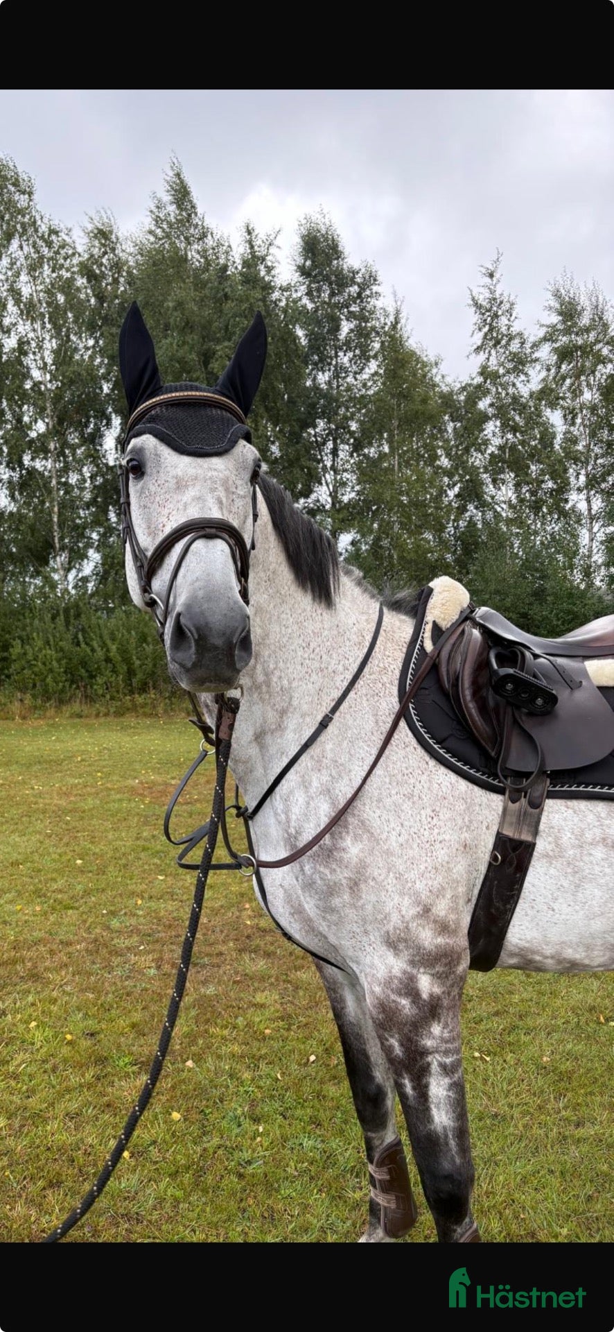  hästar Positivt SWB-sto med stor utvecklingspotential  - Annons 1